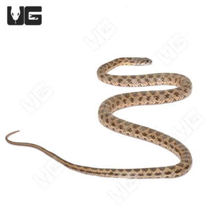 Close-up of a coin marked snake with distinctive markings on its body.