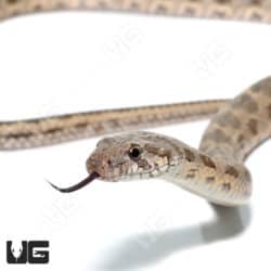 Coin Marked Snake (Hemorrhois nummifer) For Sale - Underground Reptiles