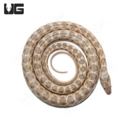 Coin Marked Snake (Hemorrhois nummifer) For Sale - Underground Reptiles