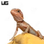Baby Bearded Dragons (Pogona vitticeps) For Sale - Underground Reptiles