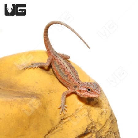 Baby Bearded Dragons (Pogona vitticeps) For Sale - Underground Reptiles