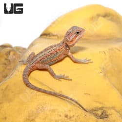 Baby Bearded Dragons (Pogona vitticeps) For Sale - Underground Reptiles