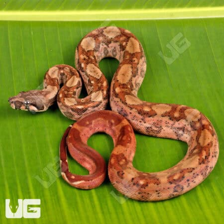 Male Hypo Onyx Het Honduran T+ Boa For Sale - Underground Reptiles