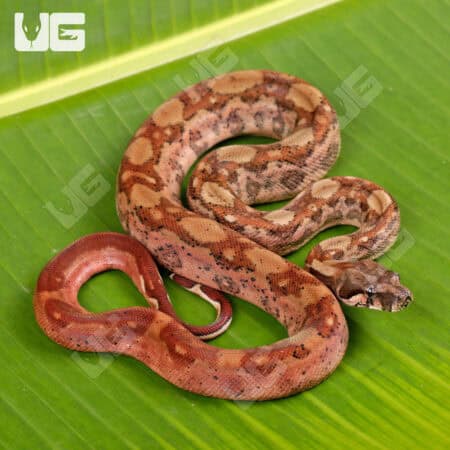 Male Hypo Onyx Het Honduran T+ Boa For Sale - Underground Reptiles