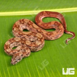 Male Hypo Onyx Het Honduran T+ Boa For Sale - Underground Reptiles