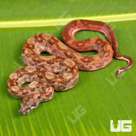 Male Hypo Onyx Het Honduran T+ Boa For Sale - Underground Reptiles