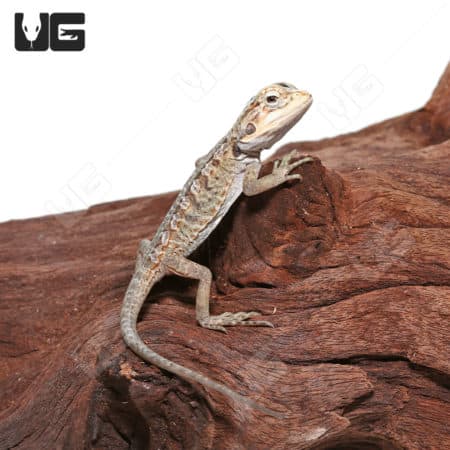 Hypo Silky Bearded Dragon on wood branch, vibrant and healthy.