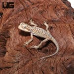 Baby Hypo Silky Bearded Dragons (Pogona vitticeps) For Sale - Underground Reptiles