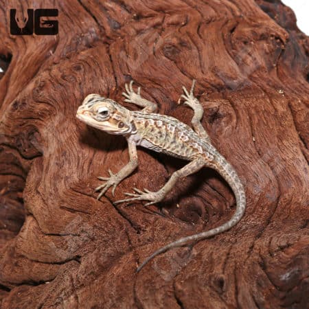 Baby Hypo Silky Bearded Dragons (Pogona vitticeps) For Sale - Underground Reptiles