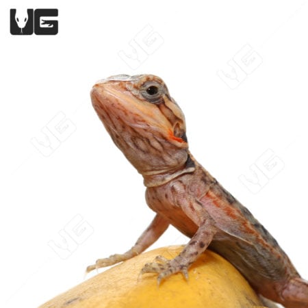 Baby Hypo Translucent Silky Bearded Dragons (Pogona vitticeps) For Sale - Underground Reptiles