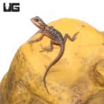 Baby Hypo Translucent Silky Bearded Dragons (Pogona vitticeps) For Sale - Underground Reptiles