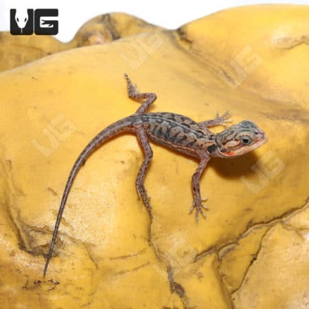 Translucent Silky Bearded Dragon on yellow rock, showcasing unique semi-transparent skin.
