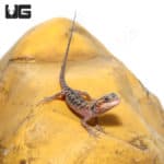 Baby Hypo Translucent Silky Bearded Dragons (Pogona vitticeps) For Sale - Underground Reptiles