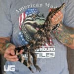 Juvenile-Smooth-Fronted Caimans For Sale - Underground Reptiles