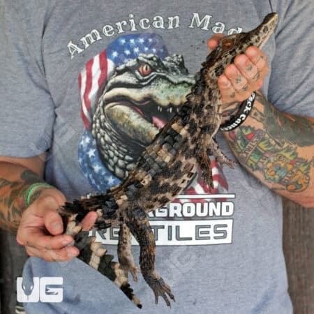 Juvenile-Smooth-Fronted Caimans For Sale - Underground Reptiles
