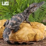 Juvenile-Smooth-Fronted Caimans For Sale - Underground Reptiles