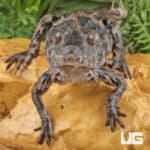 Juvenile-Smooth-Fronted Caimans For Sale - Underground Reptiles