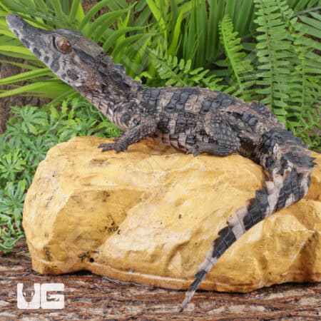 Juvenile-Smooth-Fronted Caimans For Sale - Underground Reptiles