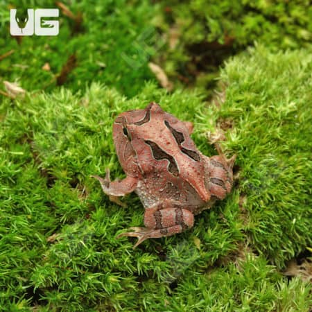 Red Fantasy Pacman Frogs (Ceratophrys cranwelli X C.cornuta) For Sale - Underground Reptiles