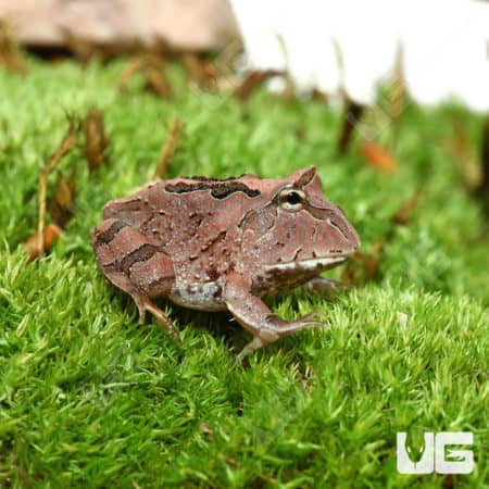 Pacman Frog on green moss with natural background.