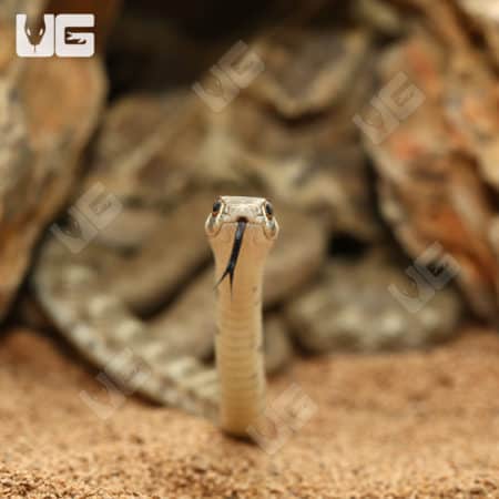 Rogers Racer Snake (Platyceps rogersi) For Sale - Underground Reptiles