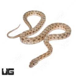Rogers Racer Snake (Platyceps rogersi) For Sale - Underground Reptiles