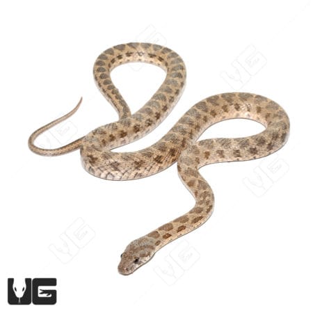 Rogers Racer Snake (Platyceps rogersi) For Sale - Underground Reptiles