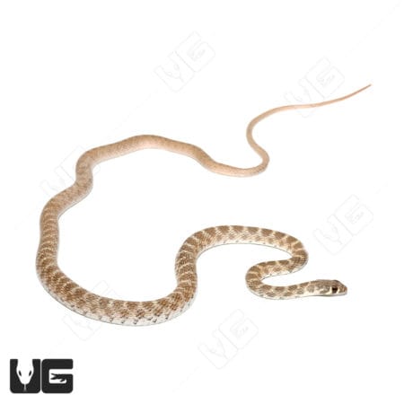 Rogers Racer Snake (Platyceps rogersi) For Sale - Underground Reptiles