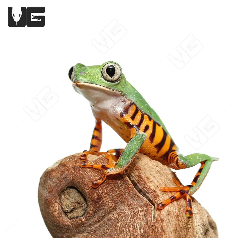 ug_Super_Tigerleg_Monkey_Tree_Frog_3