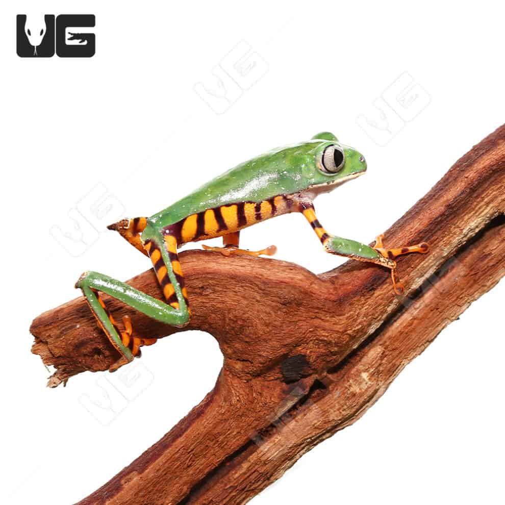 Super Tigerleg Monkey Tree Frogs For Sale - Underground Reptiles