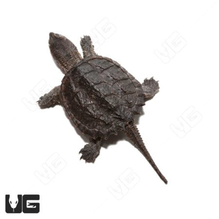 Common Snapping Turtles (Chelydra serpentina) For Sale - Underground Reptiles