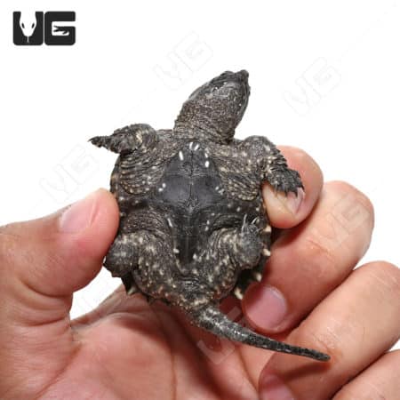 Common Snapping Turtles (Chelydra serpentina) For Sale - Underground Reptiles