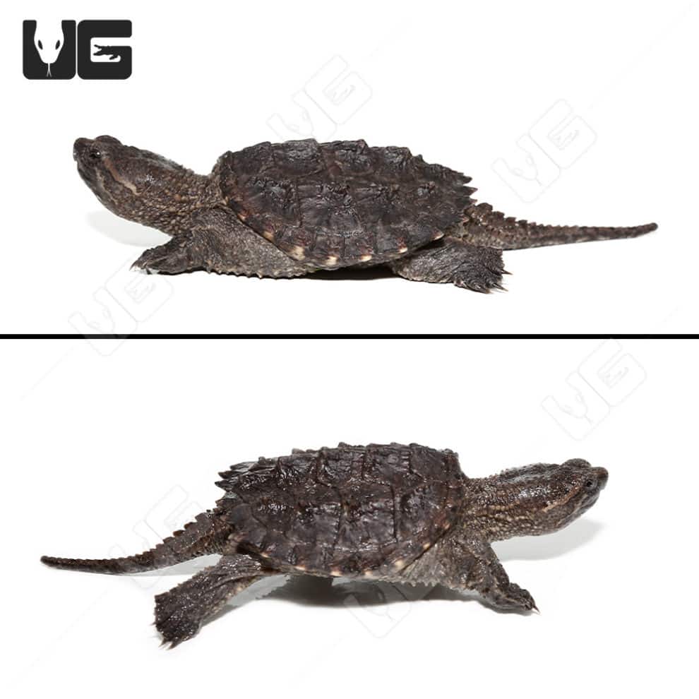 Common Snapping Turtles For Sale - Underground Reptiles