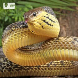 Yellow Bellied Puffing Snake (Pseustes sulphureus) For Sale - Underground Reptiles
