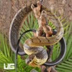 Yellow Bellied Puffing Snake (Pseustes sulphureus) For Sale - Underground Reptiles