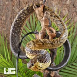 Yellow Bellied Puffing Snake (Pseustes sulphureus) For Sale - Underground Reptiles