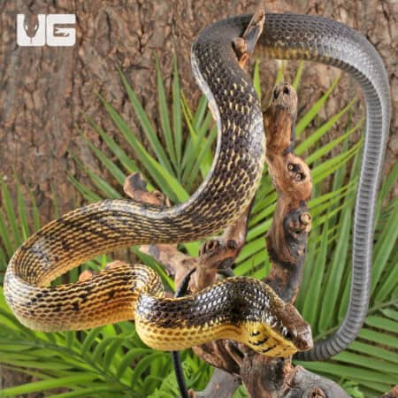 Yellow Bellied Puffing Snake (Pseustes sulphureus) For Sale - Underground Reptiles