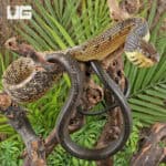Yellow Bellied Puffing Snake (Pseustes sulphureus) For Sale - Underground Reptiles