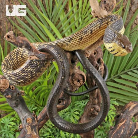 Yellow Bellied Puffing Snake (Pseustes sulphureus) For Sale - Underground Reptiles