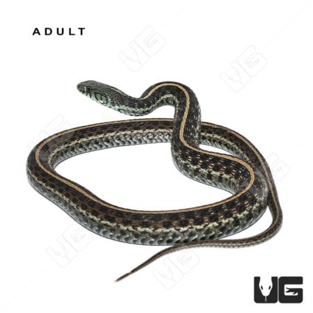 Baby Florida Blue Garter Snake, C.B. captive bred, vibrant colors.