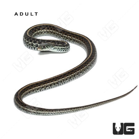 Baby Florida Blue Garter Snake, vibrant and healthy, from Underground Reptiles.