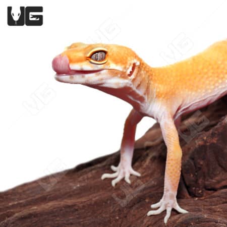 Adult Tangerine Tremper Albino Het Eclipse Leopard Gecko (Eublepharis macularius) For Sale - Underground Reptiles