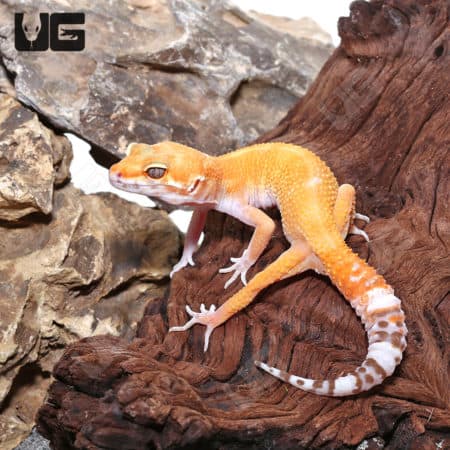 Leopard Gecko with Tangerine, Albino, and Eclipse traits on natural wood background.