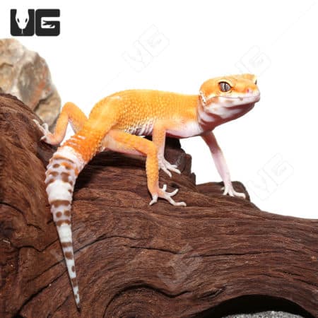 Adult Tangerine Tremper Albino Het Eclipse Leopard Gecko (Eublepharis macularius) For Sale - Underground Reptiles