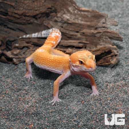 Juvenile Tangerine Leopard Geckos (Eublepharis macularius) For Sale - Underground Reptiles