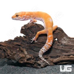 Juvenile Tangerine Leopard Geckos (Eublepharis macularius) For Sale - Underground Reptiles