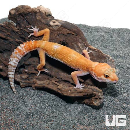 Juvenile Tangerine Leopard Geckos (Eublepharis macularius) For Sale - Underground Reptiles