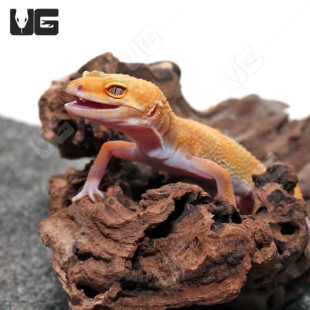 Adult Tangerine Tremper Albino Het Eclipse Leopard Gecko (Eublepharis macularius)