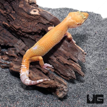 Adult Tangerine Tremper Albino Het Eclipse Leopard Gecko (Eublepharis macularius)