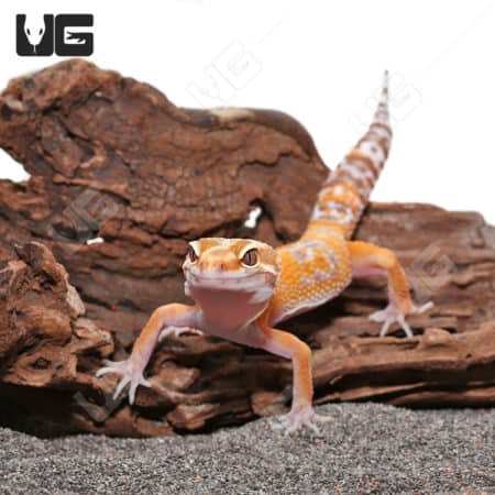 Adult Tangerine Tremper Albino Het Eclipse Leopard Gecko (Eublepharis macularius)